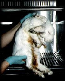 Toxicity test rabbit