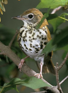 Wood thrush