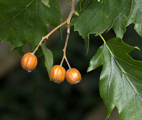 Berries of Wild Service Tree, Sorbus torminalis, at High Elms Country Park.  20 September 2011.