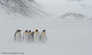 Cute_Penguins