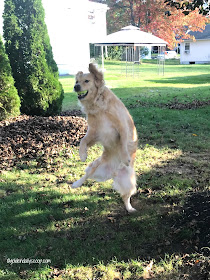 golden retriever dog fetching ball in leaves