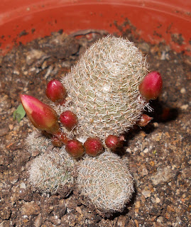 Rebutia heliosa