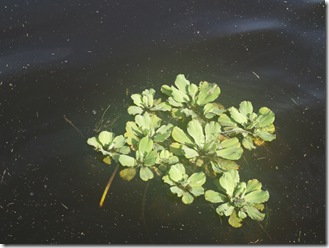 Local water vegetation, similar to SA