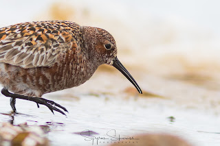 Curlew Sandpiper at Artemis Lagoon, Athens