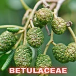 Betulaceae