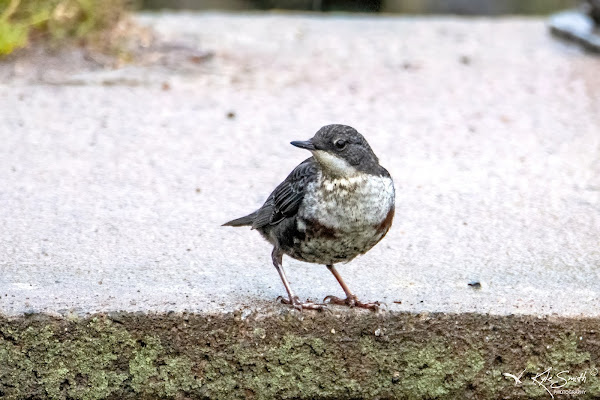 Dipper