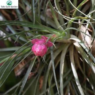 Tillandsia Care Guide: Como cultivar e cuidar de plantas aéreas