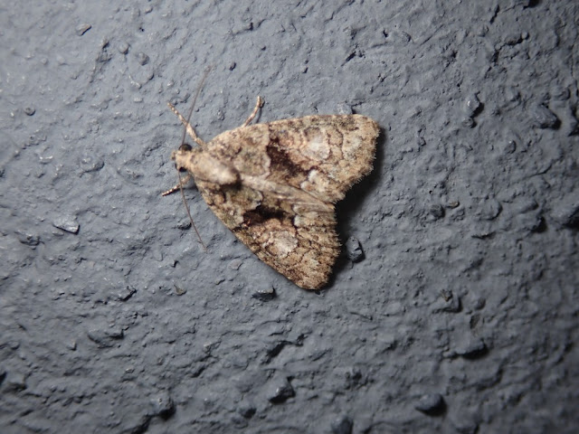 Cryphia ochsi