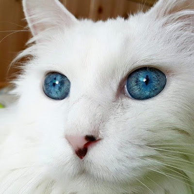 hidung kucing anggora turki asli dari jarak dekat