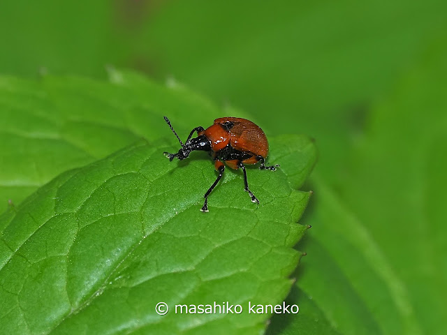 アシナガオトシブミ　雌