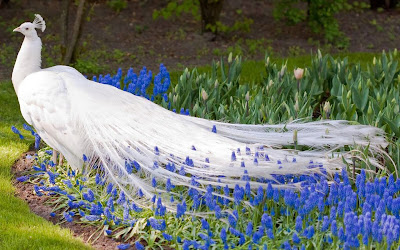 White peacock wallpaper 