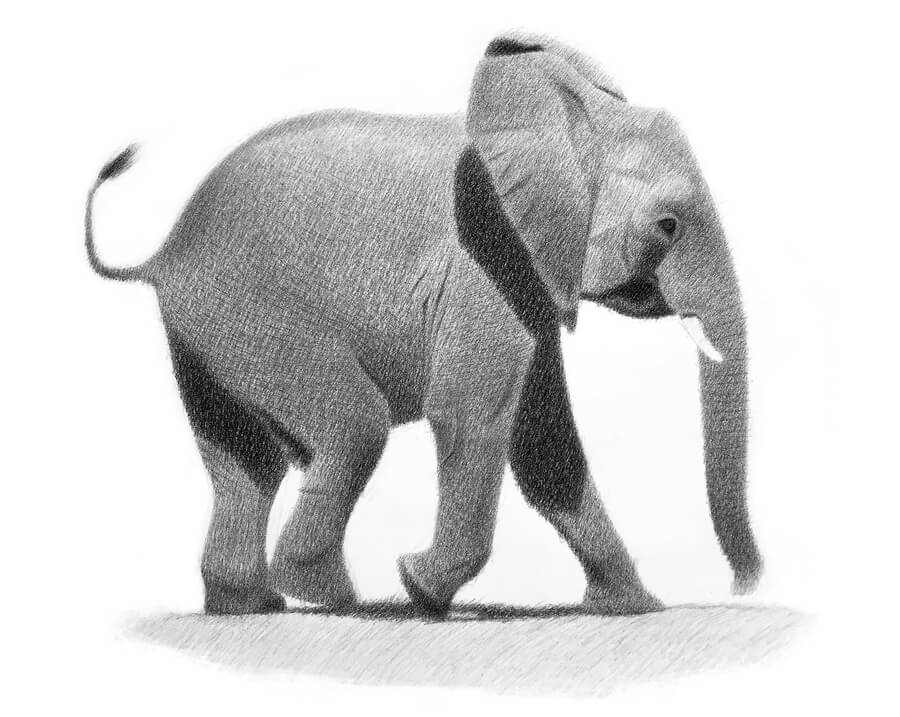 10-Elephant-Charcoal-Drawings-Heidi-Marie-Smith-www-designstack-co