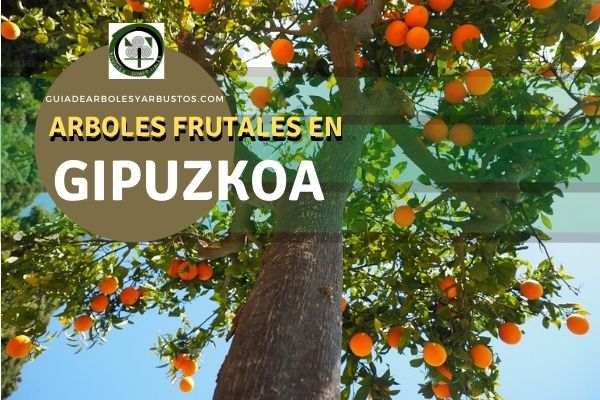 Arboles Frutales en Gipuzkoa, España