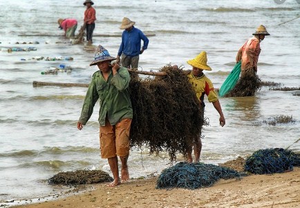 pengumpul rumput laut