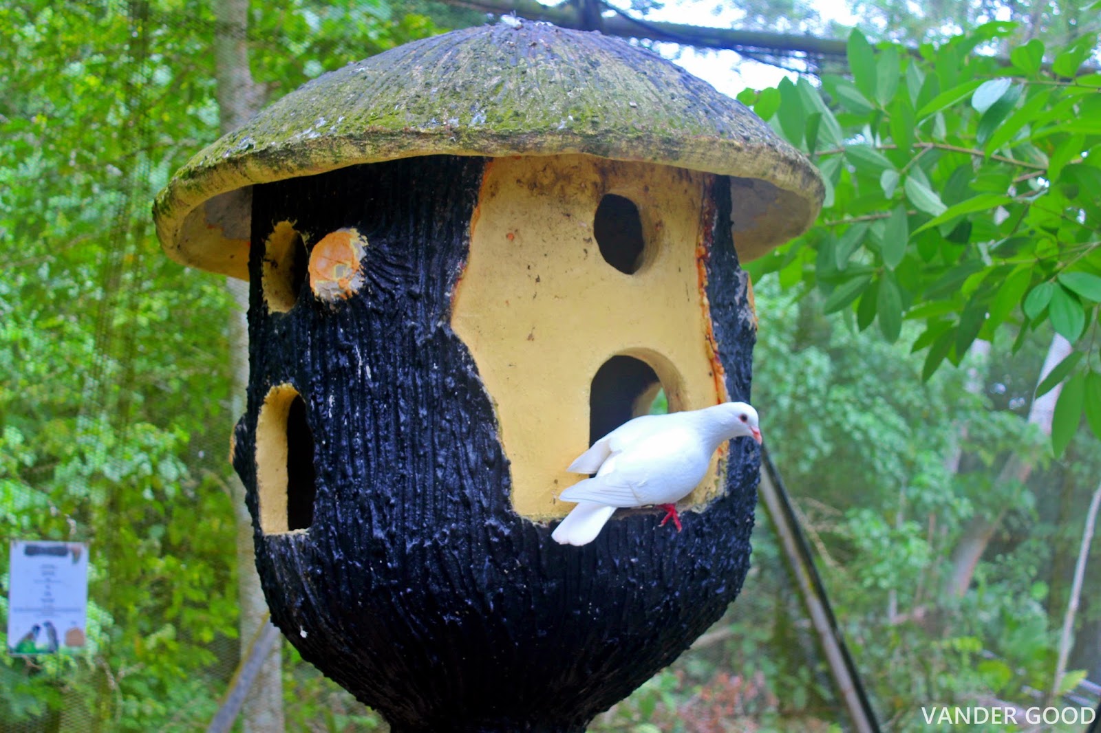 Gambar Burung Kakak Tua Untuk Mewarnai