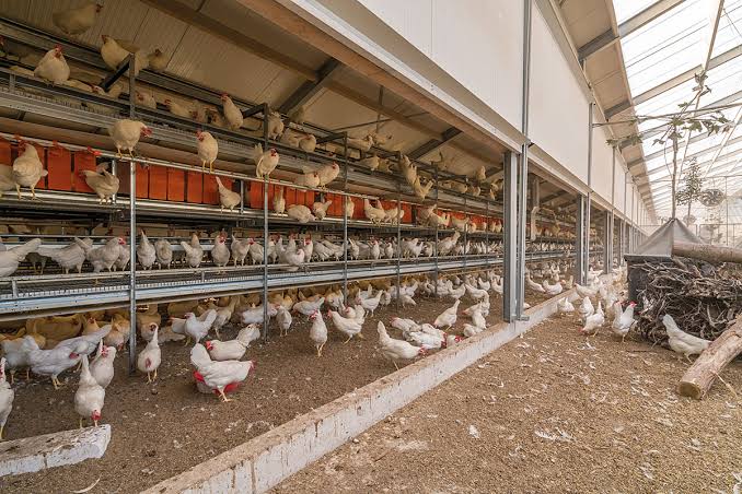Cara Beternak Ayam yang Ramah Lingkungan, Tips Biar Bau Kandang Tak Ganggu Tetangga