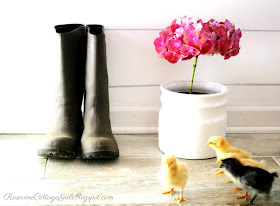 #Chickens #chicks #caringforchicks #farm #hobbyfarm #farmlife #farmlifestyle