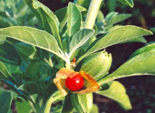 ashwagandha benefits and side effects.