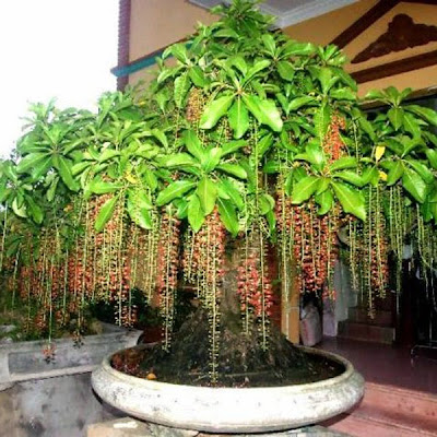 Cây lộc vừng