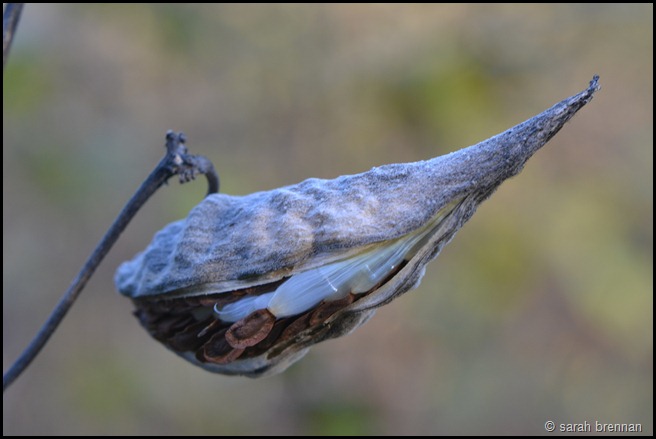 DSC_0706 (5)