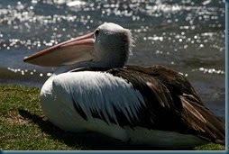 IMG_9164