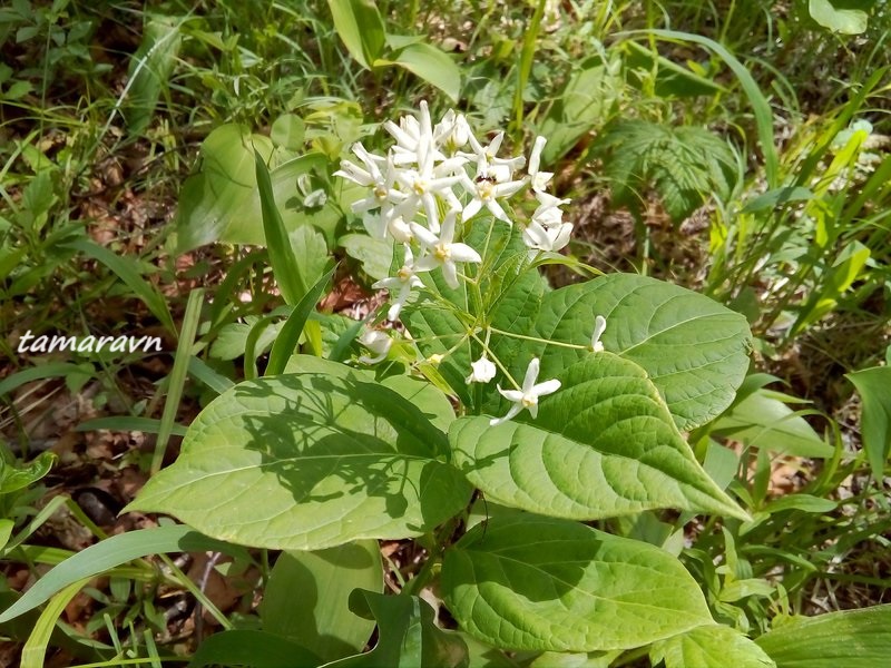 Ластовень заострённый / Ластовень заострённолистный (Vincetoxicum acuminatum, =Vincetoxicum ascyrifolium)