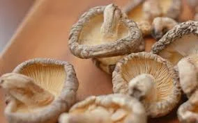 Dried Mushroom Supplier In Akole