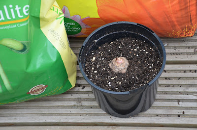 Elephant ears bulb being potted on