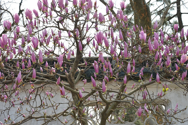 Fleurs à Suzhou