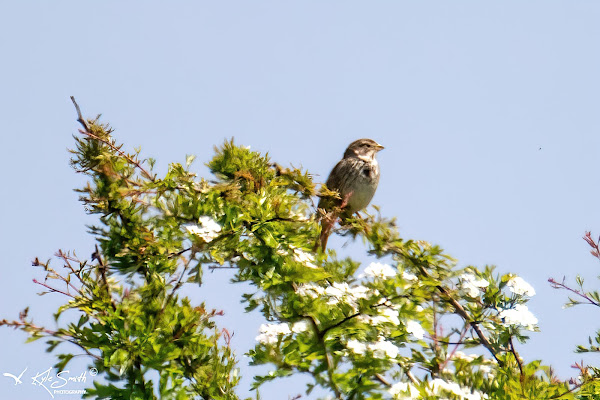 Corn bunting