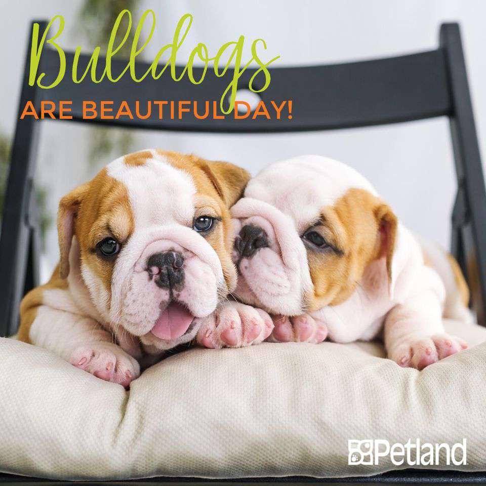 National Bulldogs Are Beautiful Day Wishes Unique Image