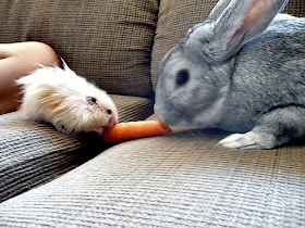 funny animal pics, animal photos, hamster and bunny eat carrot