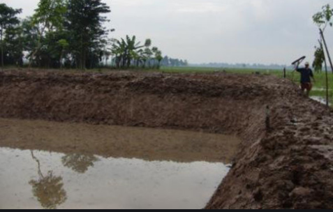 Cara Budidaya Ikan Gurame Di Kolam Terpal Dan Beton