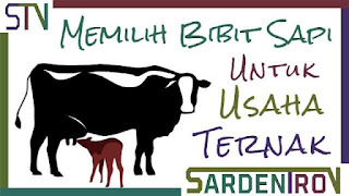 Berbagai cara dalam memilih bibit sapi untuk usaha ternak