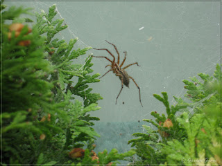 funnel spider