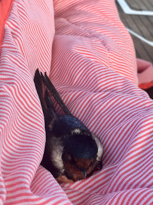 Barn Swallow on yacht