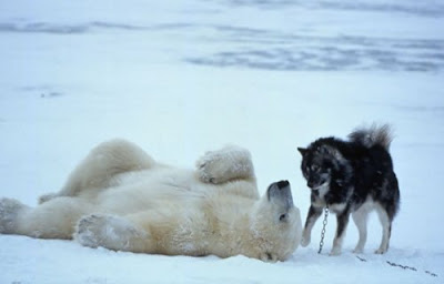 Unusual animal friendship pictures Seen On www.coolpicturegallery.net