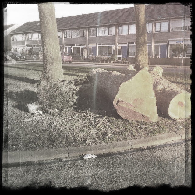 Beheerde bomen, Zevenaar, januari 2018. Hipstamatic: Loftus + Stranger. Foto: Robert van der Kroft