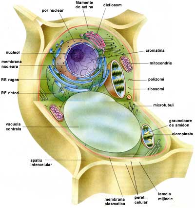 celula animal y sus partes. makeup celula vegetal. célula vegetal celula vegetal y sus partes. celula