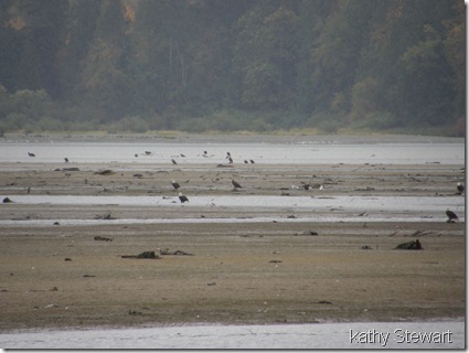 Eagles in the rain