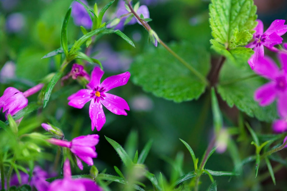 macro flowers-7478