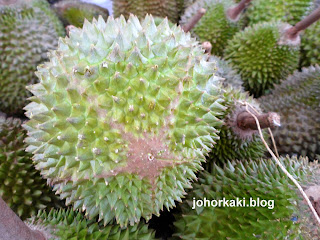 Durian-Hunting-Johor-Bahru-Malaysia