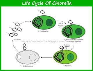Life cycle of chlorella