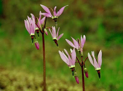 shooting star wildflowers, photo by Robert Demar