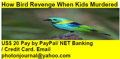 How Bird Revenge When Kids Murdered bird story book