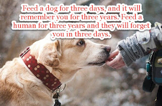 Staying Alive is Not Enough :Feed a dog for three days, and it will remember you for three years. Feed a human for three years and they will forget you in three days.