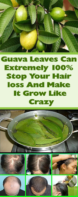 Guava Leaves Can Extremely 100% Stop Your Hair loss And Make It Grow Like Crazy