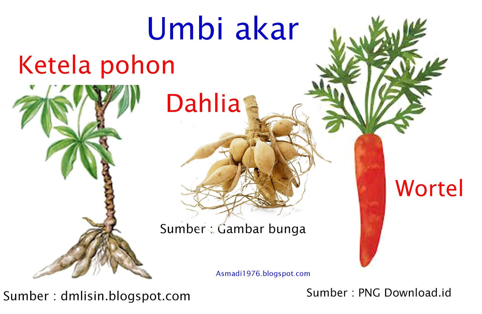 Reproduksi Vegetative Tumbuhan Angiospermae ASMADI