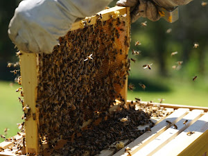 Cara Budidaya Lebah Madu untuk Pemula, Bisnis Menjanjikan!