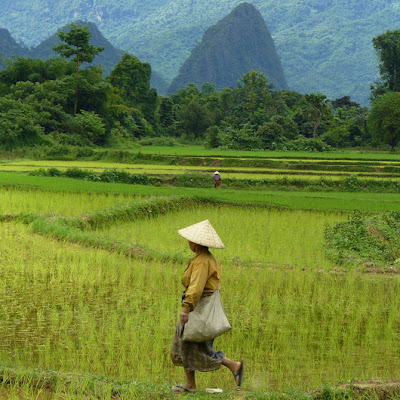 Trabajando en un Mar verde - Fotos de Laos de Ben Visbeek